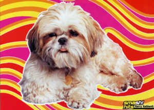 Geri Halliwell's Beloved Pet Shih Tzu